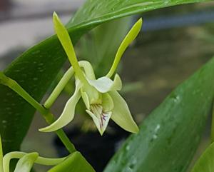 Dendrobium Tasiman