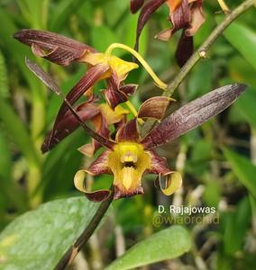 Dendrobium Rajajowas