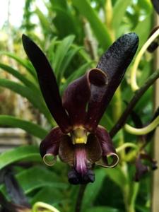 Dendrobium Rajajowas
