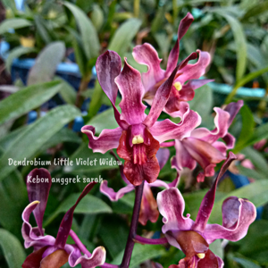 Dendrobium Little Violet Widow