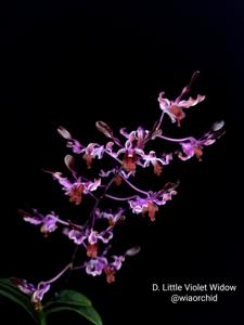 Dendrobium Little Violet Widow