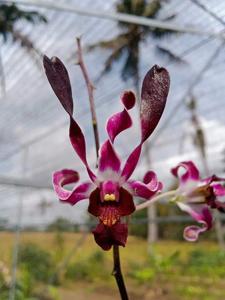 Dendrobium Little Violet Widow