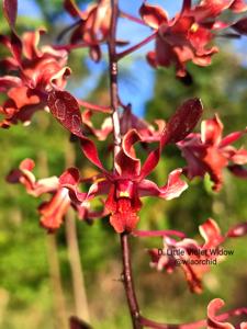 Dendrobium Little Violet Widow