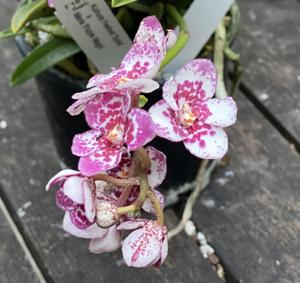 Sarcochilus Kulnura Carnival