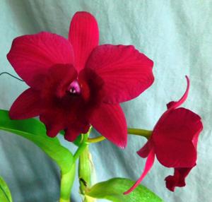 Rhyncholaeliocattleya Rubescent Doll