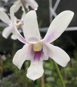 Dendrobium Capung Batu