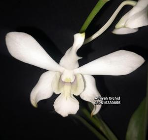 Dendrobium Capung Batu