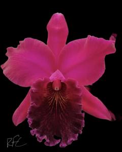 Rhyncholaeliocattleya Mariana Rodriguez Cheung