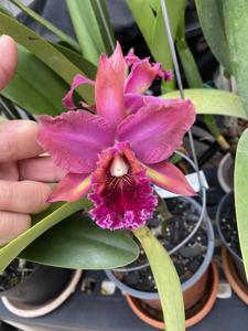 Rhyncholaeliocattleya Mariana Rodriguez Cheung