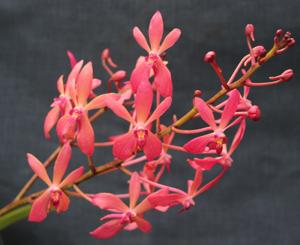 Renantanda Red Dragon Sunrise