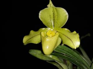 Paphiopedilum Badge of Honor