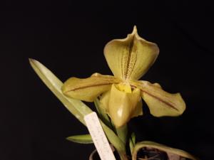 Paphiopedilum Badge of Honor