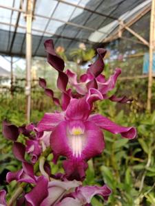 Dendrobium Aisha Beauty