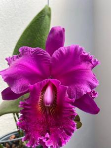 Rhyncholaeliocattleya Angelina Rodriguez Cheung