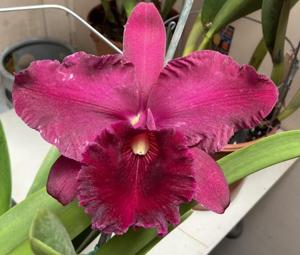 Rhyncholaeliocattleya Angelina Rodriguez Cheung