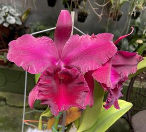 Rhyncholaeliocattleya Angelina Rodriguez Cheung