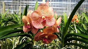 <i>Vanda</i> Penny Goh Mei Pyng