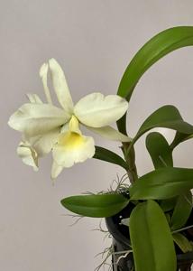 Brassocattleya Diego Maradona