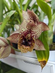 Catasetum Joseito's Dark Phoenix