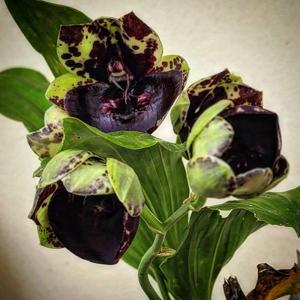 Catasetum Joseito's Dark Phoenix