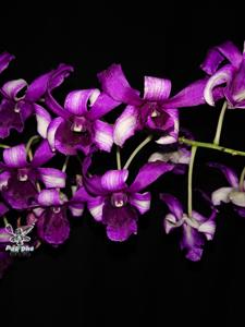 Dendrobium Prof Nuhfil Hanani