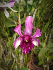 Dendrobium Brawijaya University