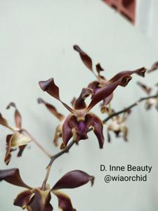 Dendrobium Inne Beauty