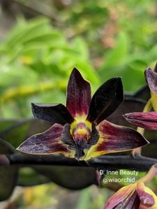 Dendrobium Inne Beauty