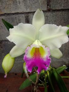 Rhyncholaeliocattleya Micaela