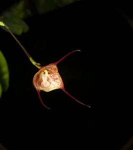 Dracula Luis Baquero
