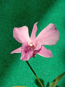 Dendrobium Red Rose