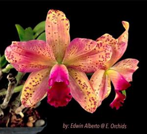 Rhyncholaeliocattleya Bengle Cat