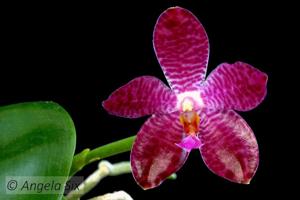 Phalaenopsis Elaine B Taylor