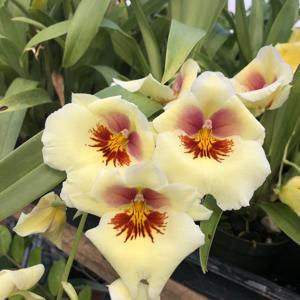 Miltoniopsis Quintals Sunset