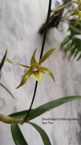 Dendrobium Eddie Boudette