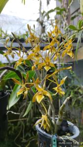 Dendrobium Eddie Boudette