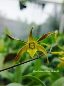 Dendrobium Eddie Boudette