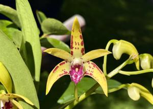 Dendrobium Latrobe Dreaming