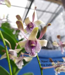 Dendrobium Mr Nawi Handsome