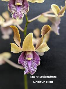 Dendrobium Mr Nawi Handsome