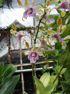 Dendrobium Mr Nawi Handsome