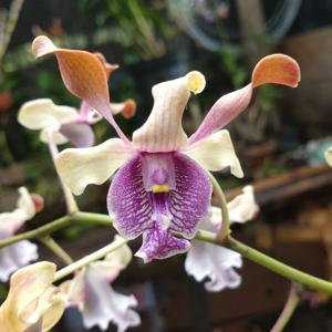 Dendrobium Mr Nawi Handsome