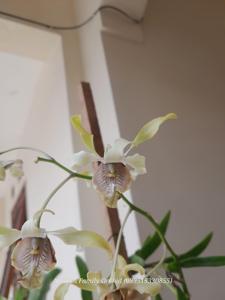 Dendrobium Mr Nawi Handsome