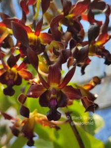 Dendrobium Black Dragon