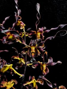 Dendrobium Black Dragon