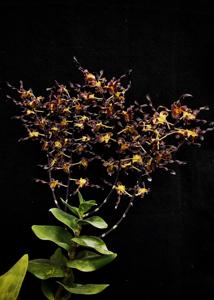 Dendrobium Black Dragon