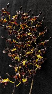 Dendrobium Black Dragon