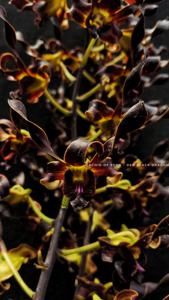 Dendrobium Black Dragon