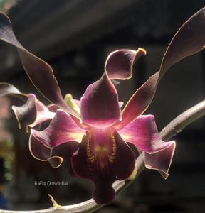 Dendrobium Black Dragon