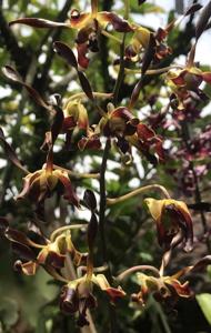 Dendrobium Black Dragon